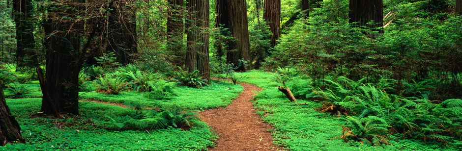Green Path
